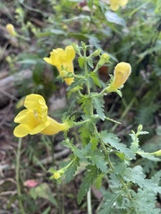 Aureolaria pedicularia