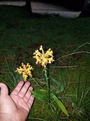 Platanthera ciliaris