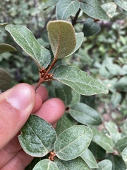 Shepherdia canadensis