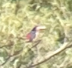 Pteroglossus torquatus