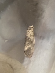 Neocochylis hybridella