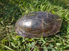 Chrysemys picta marginata