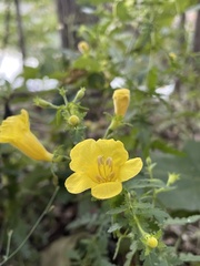 Aureolaria pedicularia