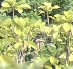 Pteroglossus torquatus