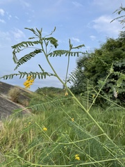 Sesbania cannabina