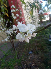 Prunus cerasifera