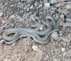 Masticophis bilineatus