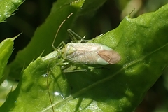 Adelphocoris