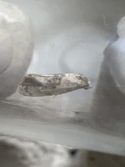 Neocochylis hybridella