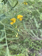 Sesbania cannabina