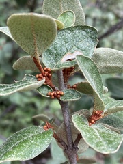 Shepherdia canadensis