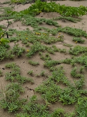 Pectis multiflosculosa