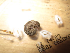 Noctuidae