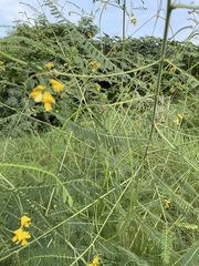 Sesbania cannabina