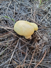 Cantharocybe gruberi