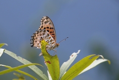 Argynnis hyperbius