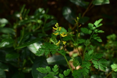 Corydalis bungeana