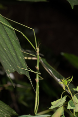 Eurycanthini