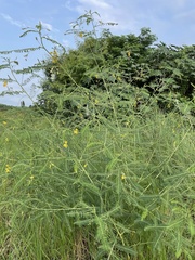 Sesbania cannabina