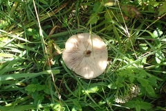 Lycoperdon echinatum