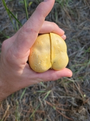 Cantharocybe gruberi