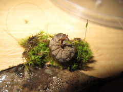 Noctuidae