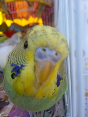 Melopsittacus