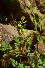 Corydalis bungeana