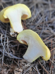 Cantharocybe gruberi