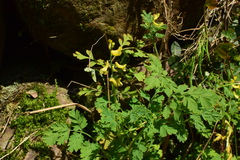 Corydalis bungeana
