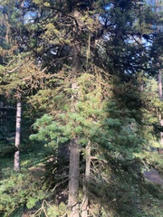 Abies lasiocarpa