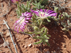 Drosanthemum
