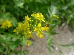 Rorippa