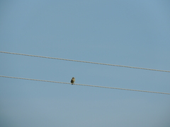 Emberiza citrinella