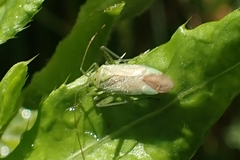 Adelphocoris