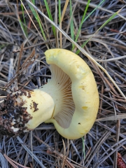 Cantharocybe gruberi