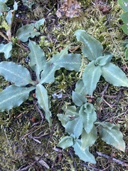 Goodyera oblongifolia