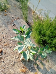 Nicotiana glauca