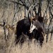 Southern Sable Antelope - Photo (c) Joubert Heymans, some rights reserved (CC BY-NC-ND), uploaded by Joubert Heymans