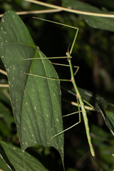 Eurycanthini