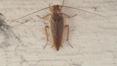Ectobius vittiventris