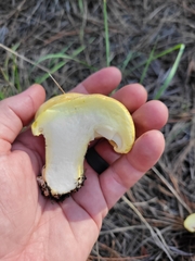 Cantharocybe gruberi