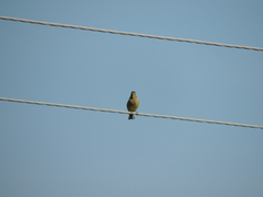 Emberiza citrinella