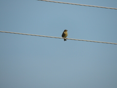 Emberiza citrinella