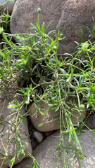 Caryophyllaceae