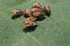 Kleidocerys resedae