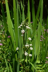 Lysimachia candida