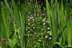 Lysimachia candida