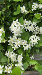 Clematis terniflora