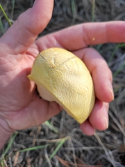Cantharocybe gruberi